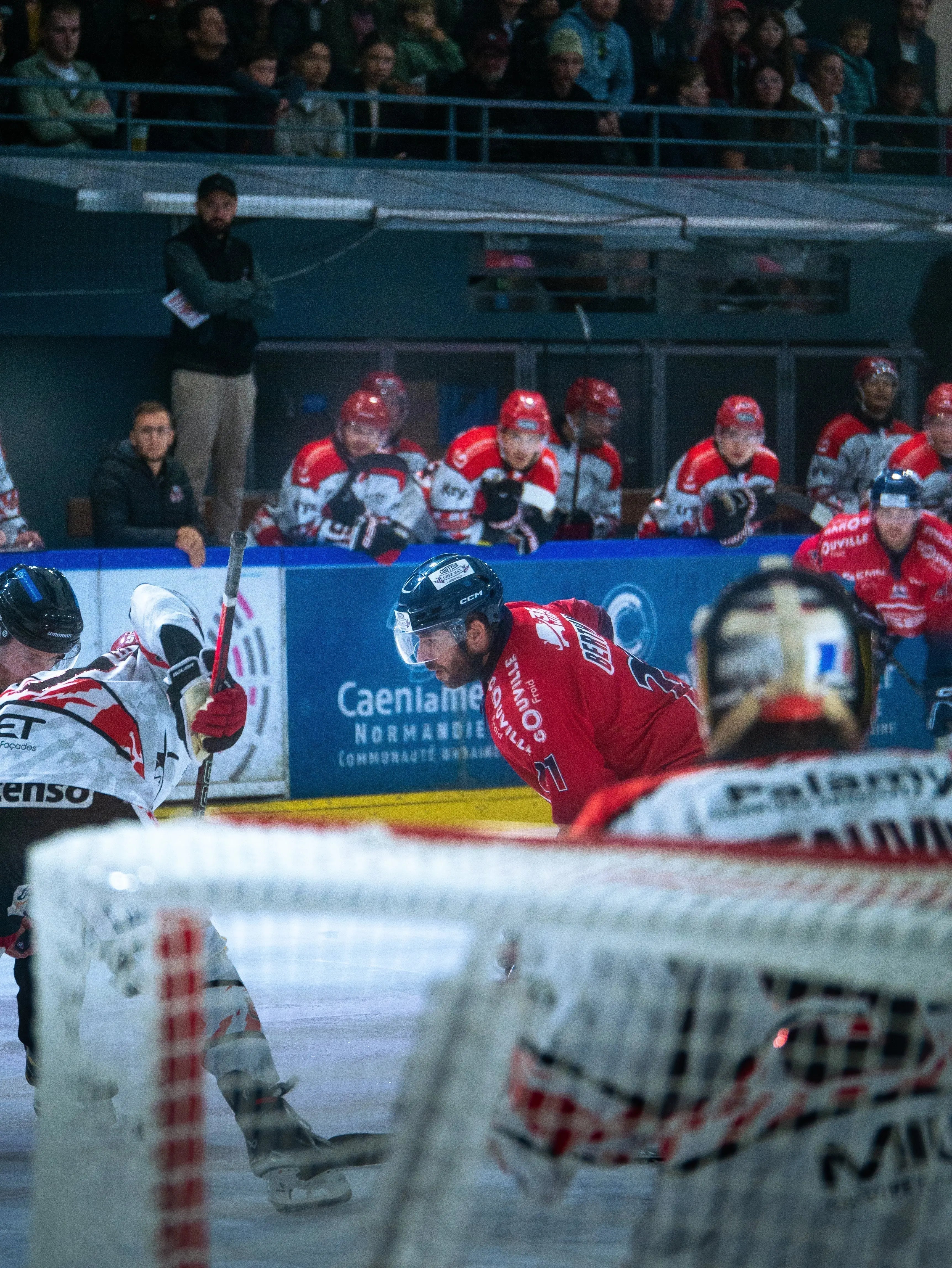 Caen prêt à rugir : les Drakkars défient les Lions en quart ! - La Terrasse